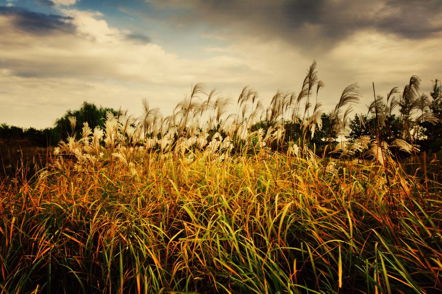 Autumn Wind