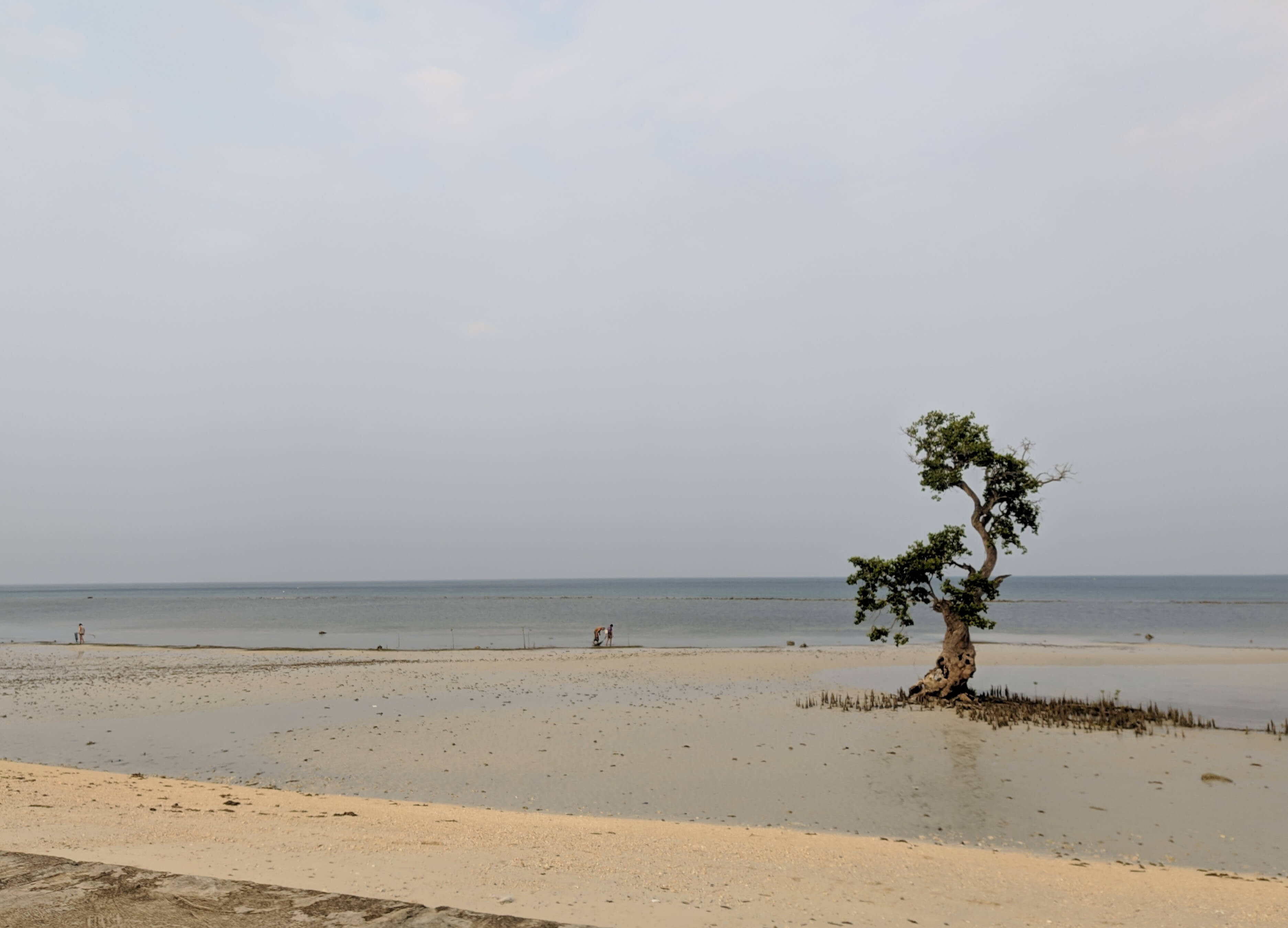 9-14-road-roaming-beach-tree.jpg